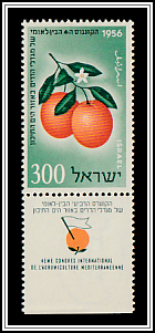 Jaffa Oranges