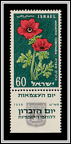 Crown Anemone (Anemone coronaria)