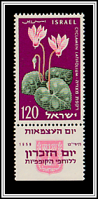Persian Cyclamen (Cyclamen latifolium)