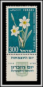 Bunch-flowered Daffodil (Narcissus tazetta)