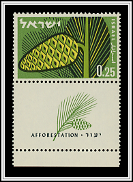 Pine Cone