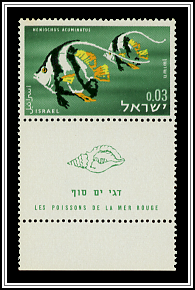 Orange Butterflyfish