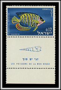 Zebra-striped Angelfish