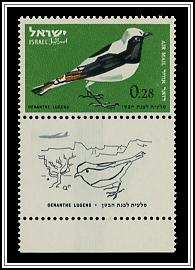 Mourning Wheatear