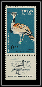Houbara Bustard