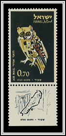 Scops Owl