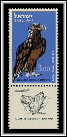 White-tailed Eagle