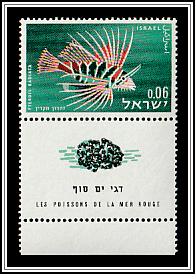 Clearfin Lionfish (Pterois radiata)