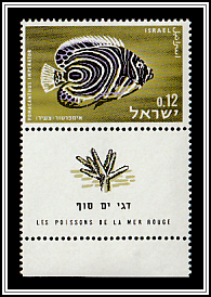 Emperor Angelfish (Pomacanthus imperator)
