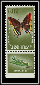 Two-Tailed Pasha