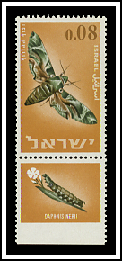 Oleander Hawk-moth