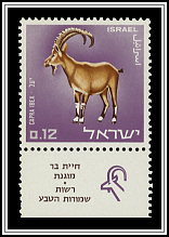 Nubian Ibex