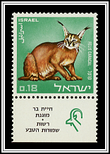 Caracal Lynx
