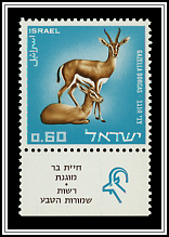 Dorcas Gazelle