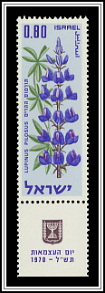 Blue Lupine