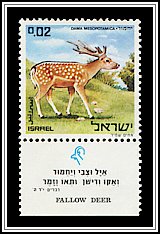 Persian Fallow Deer