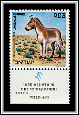 Asiatic Wild Ass