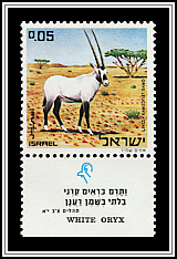 White Oryx