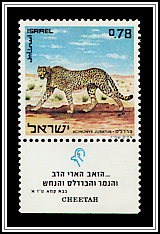 Cheetah