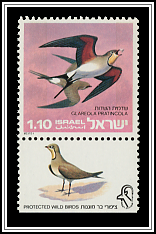 Collared Pratincoles