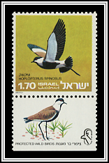 Spur-winged Plover
