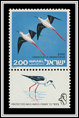 Black-winged Stilts