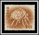 Chrysanthenum