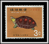Chinese Box Turtle