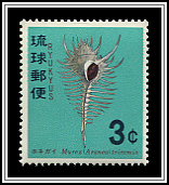 Venus Comb Murex