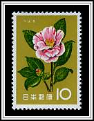 Camellia Japonica