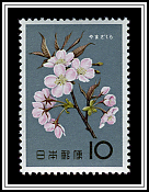 Cherry Blossons