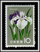 Iris