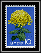 Chrysanthemum
