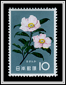 Camellia Sasanqua