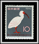 Crested Ibis