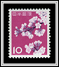 Cherry Blossoms
