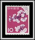 Cherry Blossoms