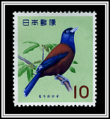 Lidth's Jay