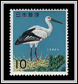 White Stork