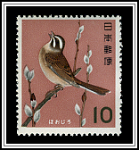 Meadow Bunting