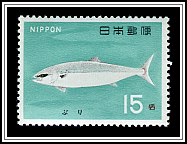 Japanese Amberjack