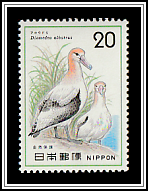 Short-tailed Albatross (Diomedea albatrus)