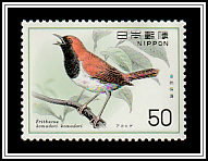 Ryukyu Robin (Larvivora komadori)
