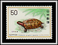 Ryukyu Black-breasted Leaf Turtle (Geoemyda spengleri japonica)