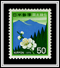 Plum Blossoms