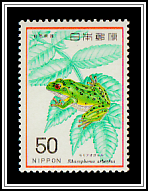 Forest Green Tree Frog (Racophorus arboreus)