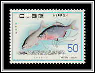 Tokyo Bitterling (Tanakia tanago)
