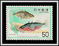 Three-spined Stickleback (Gasterosteus aculeatus)