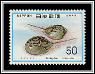 Japanese Horseshoe Crab (Tachypleus tridentatus)