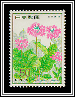 Japanese Primrose (Primula sieboldi)